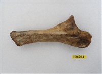 藏品(象四肢及其他)的圖片